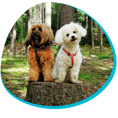two dogs on a tree stump